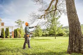 Best Tree Disease Treatment  in Erlanger, KY