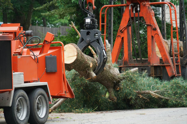 Best Grass Overseeding  in Erlanger, KY