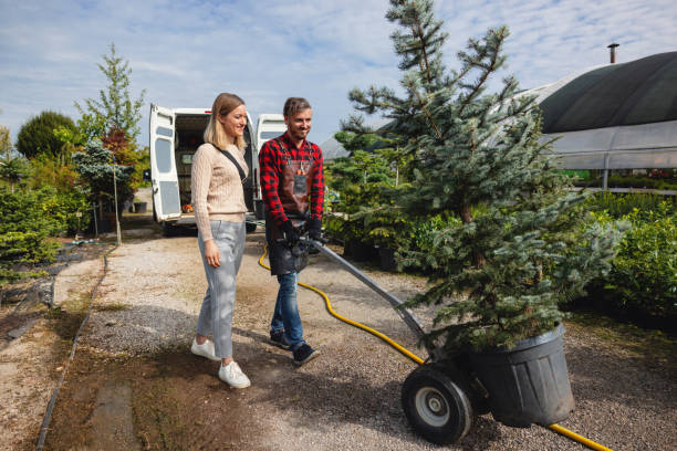 How Our Tree Care Process Works  in  Erlanger, KY