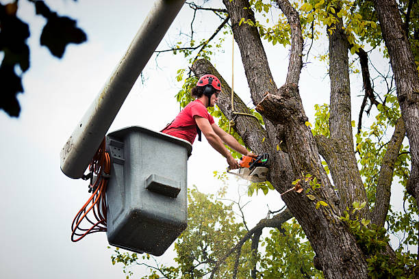 Best Stump Grinding and Removal  in Erlanger, KY