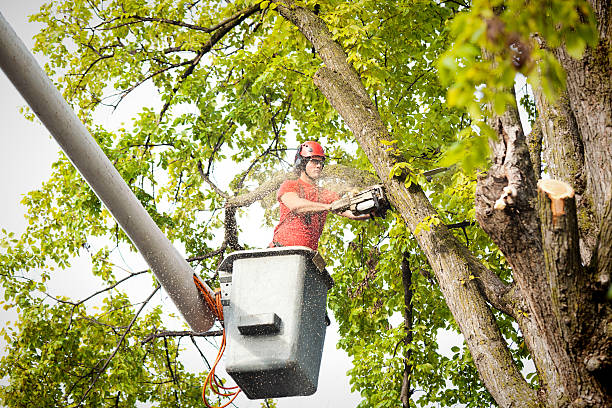 Best Seasonal Cleanup (Spring/Fall)  in Erlanger, KY
