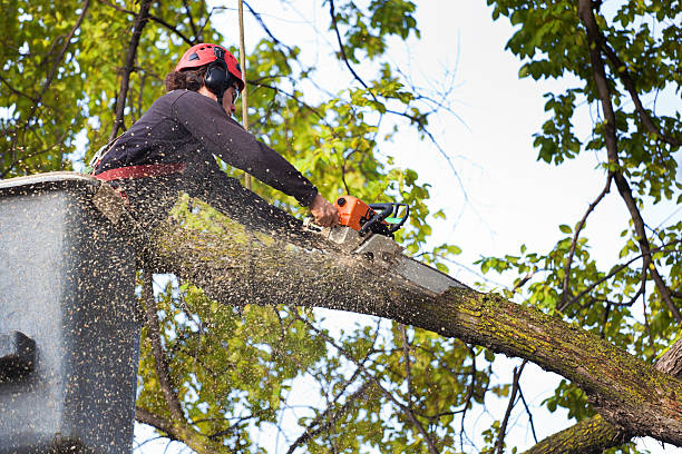  Erlanger, KY Tree Services Pros